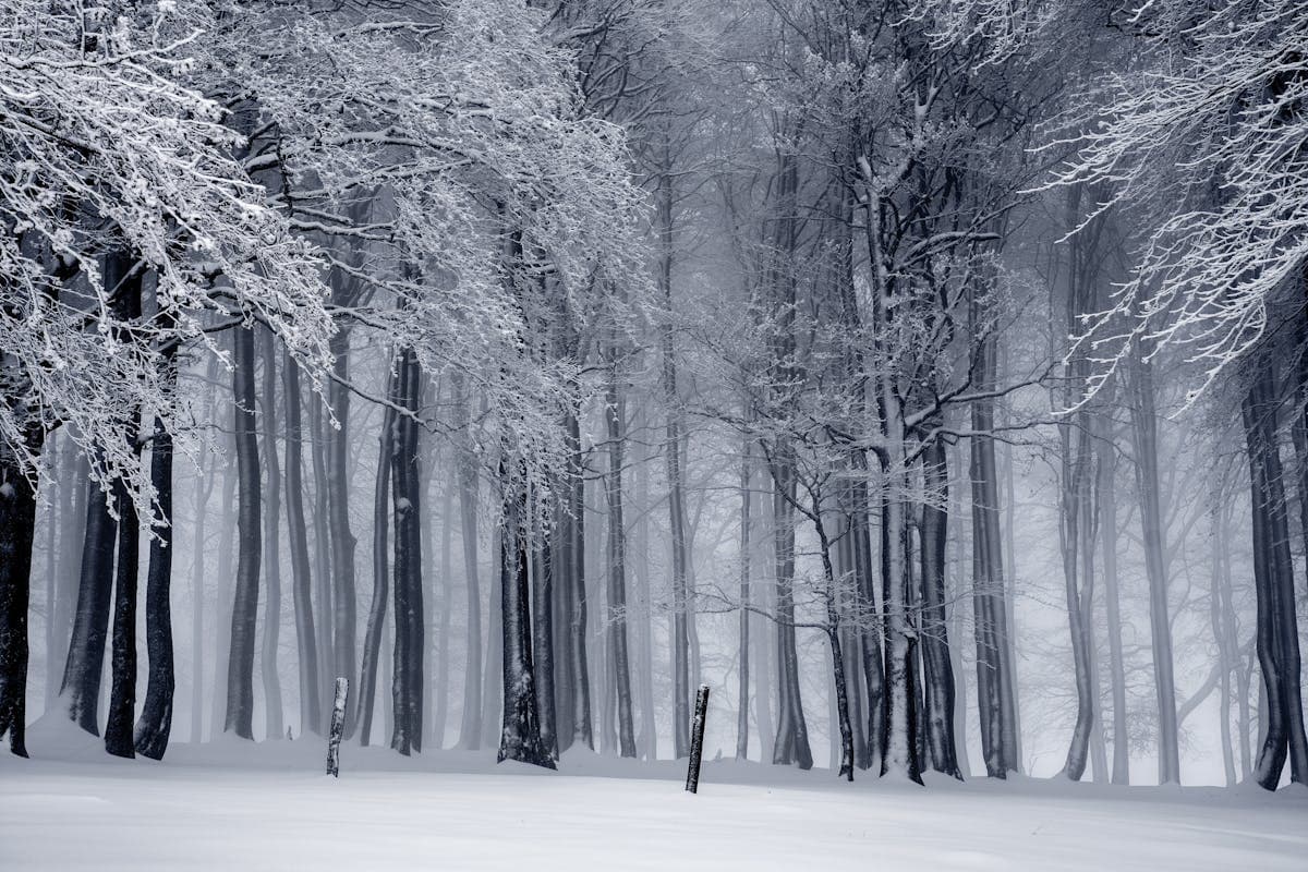 라라라 페스티벌 이미지 2