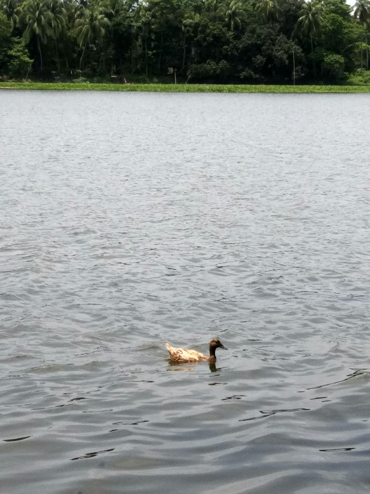 이천백사 산수유꽃축제 이미지 3