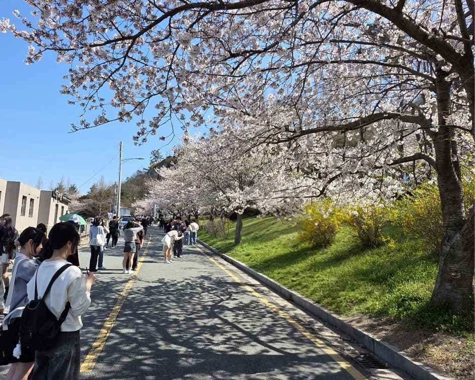 유달산 봄축제 메인 이미지