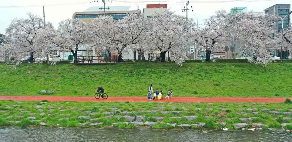 정읍 벚꽃축제 메인 이미지