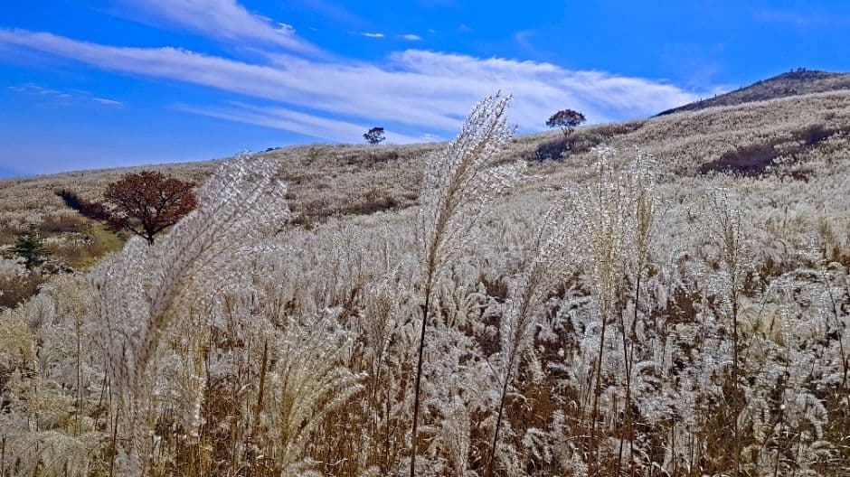 황매산 억새축제 메인 이미지