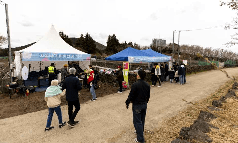 골체오름 벚꽃축제 메인 이미지