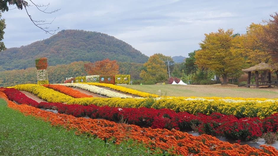 연천 국화축제 메인 이미지